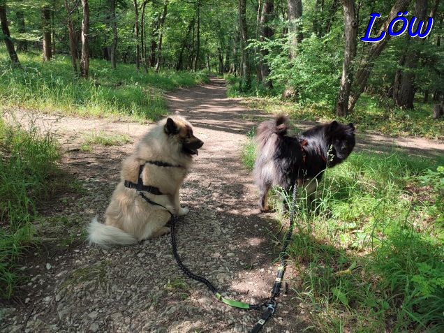 15.6.2023 - Dwix und Howard im Tirolerhofwald